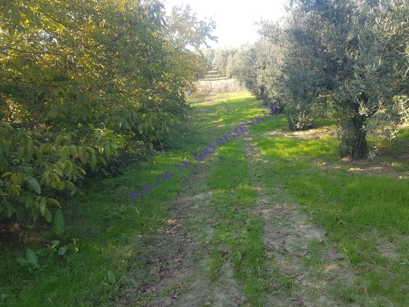 Konaklı da 416 m&sup2; Tek Tapu Tarla