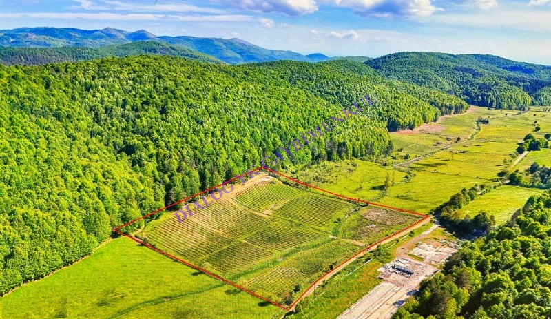 BURSA İZNİK HACIOSMAN 25 D&Ouml;N&Uuml;M 8 BİN AĞA&Ccedil; YABANMERSİNİ