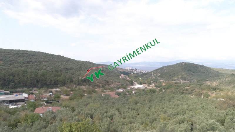 MUDANYA TALATBEY 6806 m&sup2; ZEYTİNLİK 